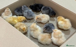 Chickens poultry for sale: 🐣 Beautiful Orpington Chicks & Cockerels for Sale - Image 8