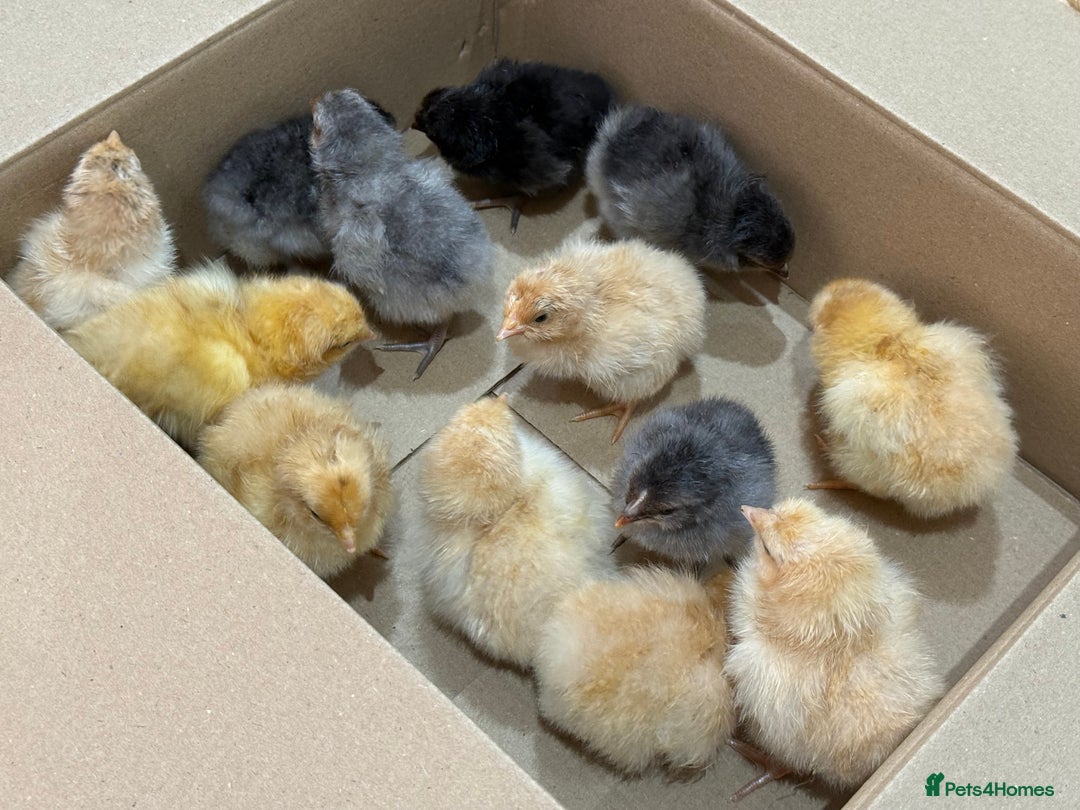 Chickens poultry for sale: 🐣 Beautiful Orpington Chicks & Cockerels for Sale - Image 8