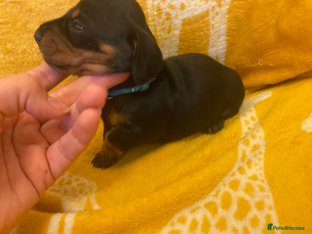 Miniature Dachshund dogs for sale: YOUR FOREVER COMPANION AWAITS  - Image 9