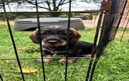Dachshund dogs for sale: Wirehaired dachshund (Teckel) puppies - Image 1