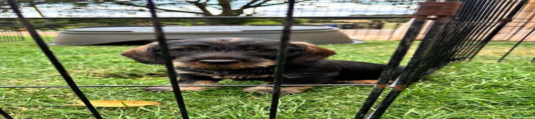 Dachshund Puppy 1