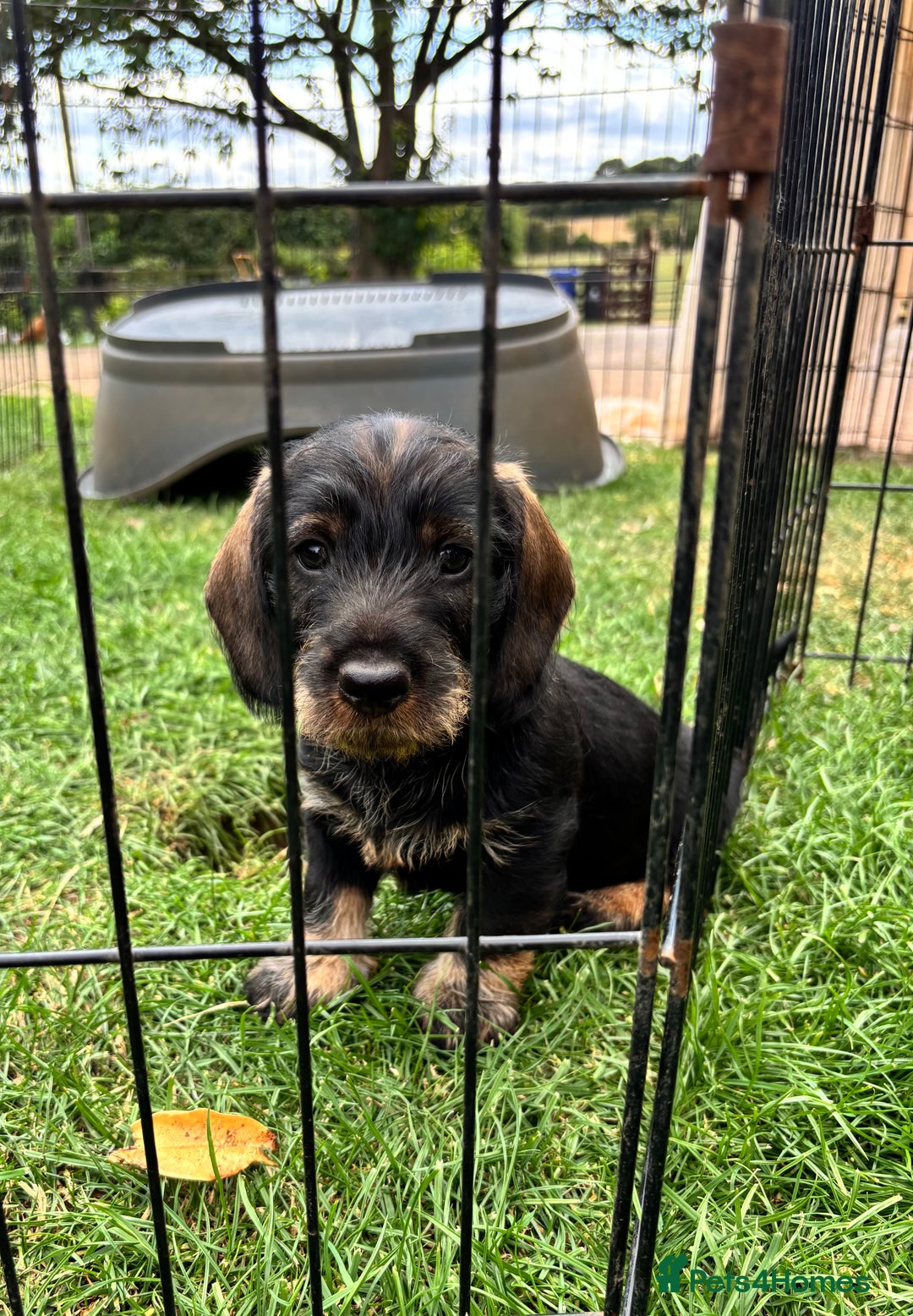 Dachshund dogs for sale: Wirehaired dachshund (Teckel) puppies - Image 1