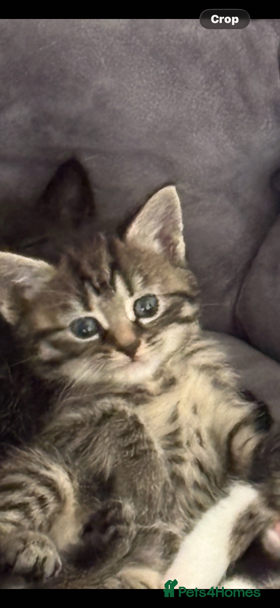 Mixed Breed cats 5 stunning kittens  - Advert 1