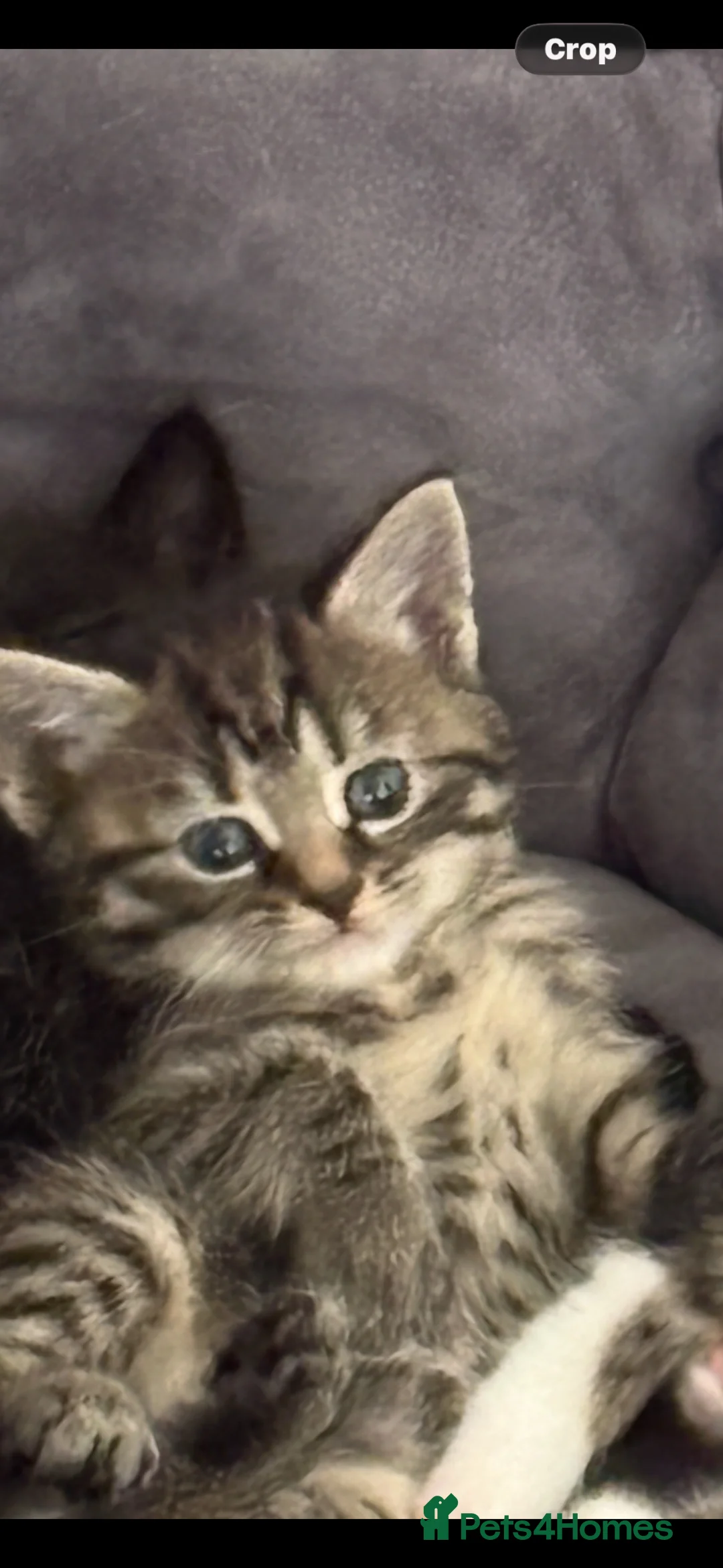 Mixed Breed cats for sale: 5 stunning kittens  in Pontypool - Advert 1