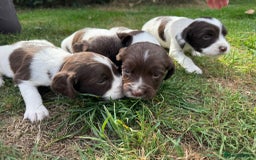 English Springer Spaniel dogs for sale: 2 Lovely Male Springer Spaniels - Image 40
