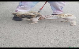 Shih Tzu dogs for sale: 2x 2 year old kc imperial shitzu girls - Image 2