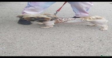 Shih Tzu dogs - Advert 3