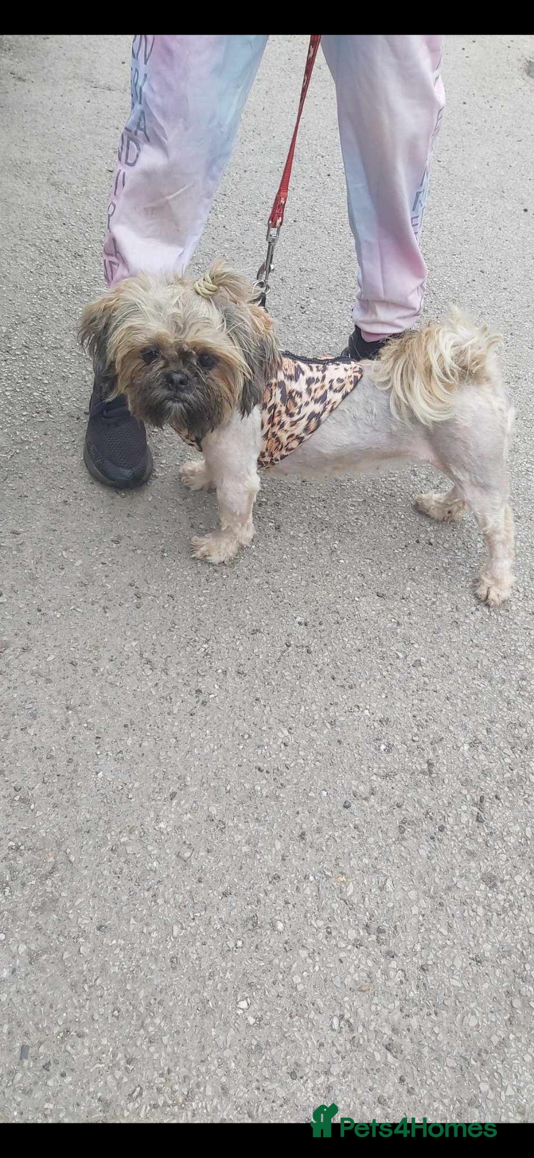 Shih Tzu dogs for sale: 2x 2 year old kc imperial shitzu girls - Image 2