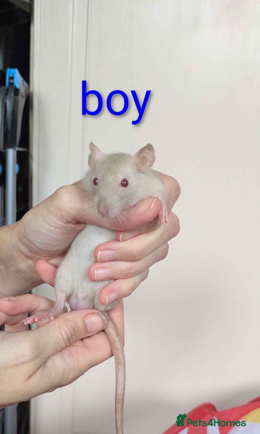 Rat rodents for sale: Dumbo rats - Image 10