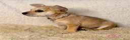Jack Chi dogs for sale: *LAST TWO* TINY chihuahua x Jack Russell Puppies - Advert 4
