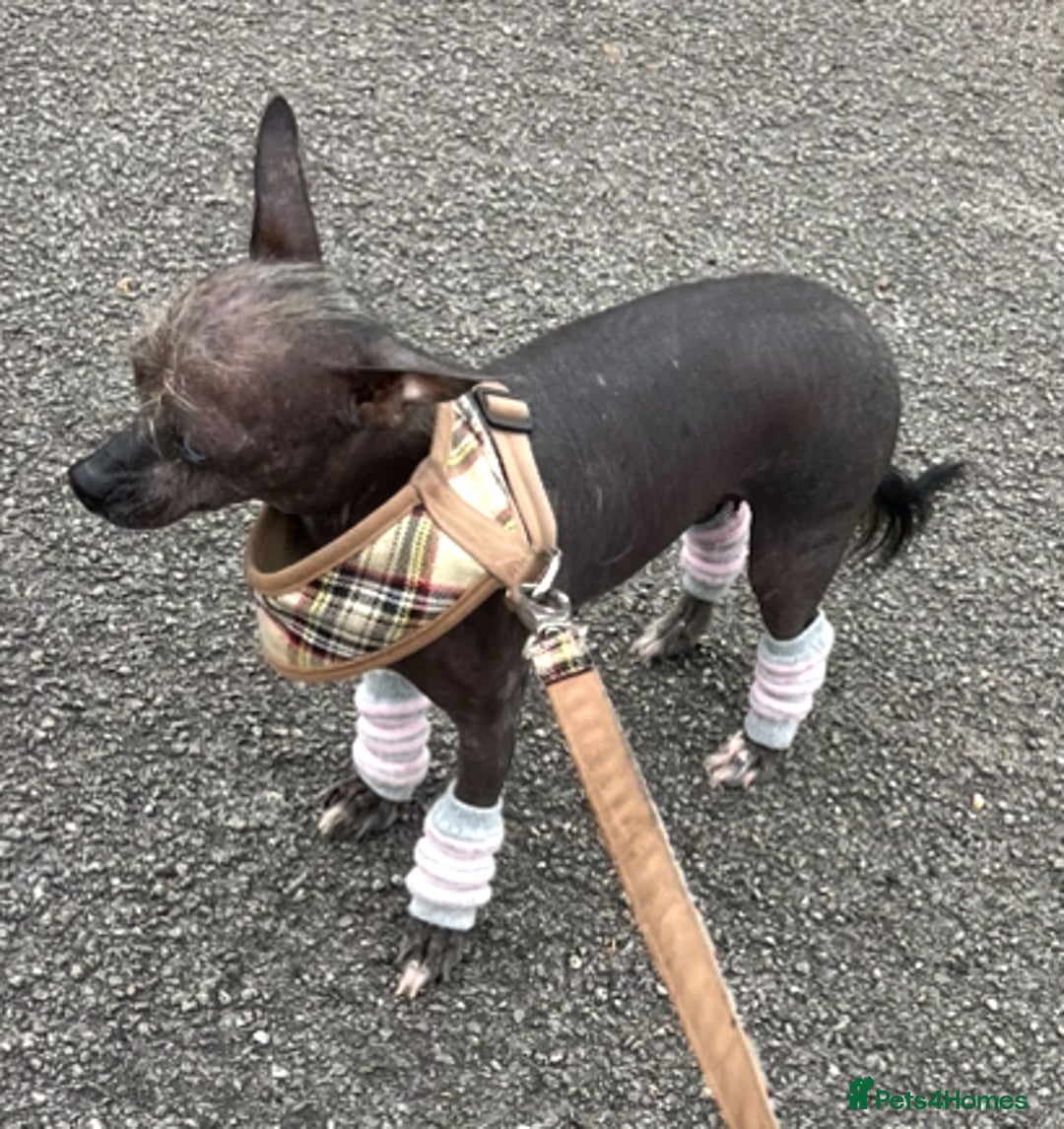 Mixed Breed dogs for sale: Stunning Merle chihuahua 2 girls ready 22nd dec - Advert 2