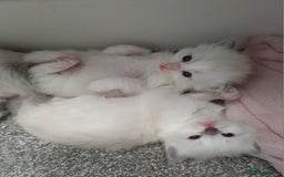Ragdoll cats for stud: *STUD* GCCF & TICA REGISTERED ACTIVE BLUEPOINT BOY in Oldham - Image 11