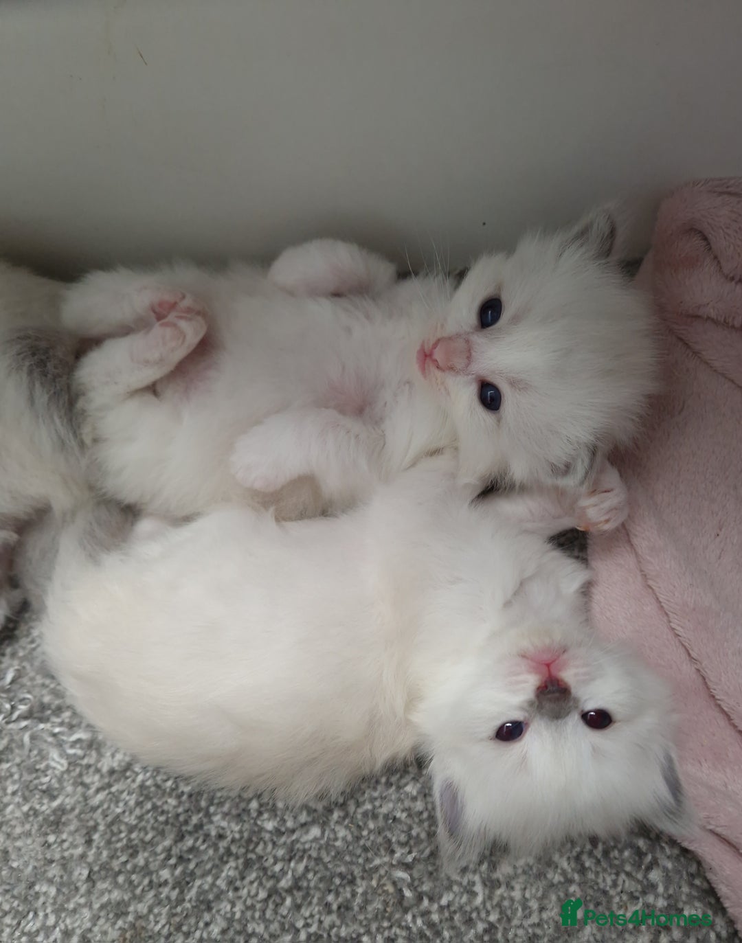 Ragdoll cats for stud: *STUD* GCCF & TICA REGISTERED ACTIVE BLUEPOINT BOY in Oldham - Image 11