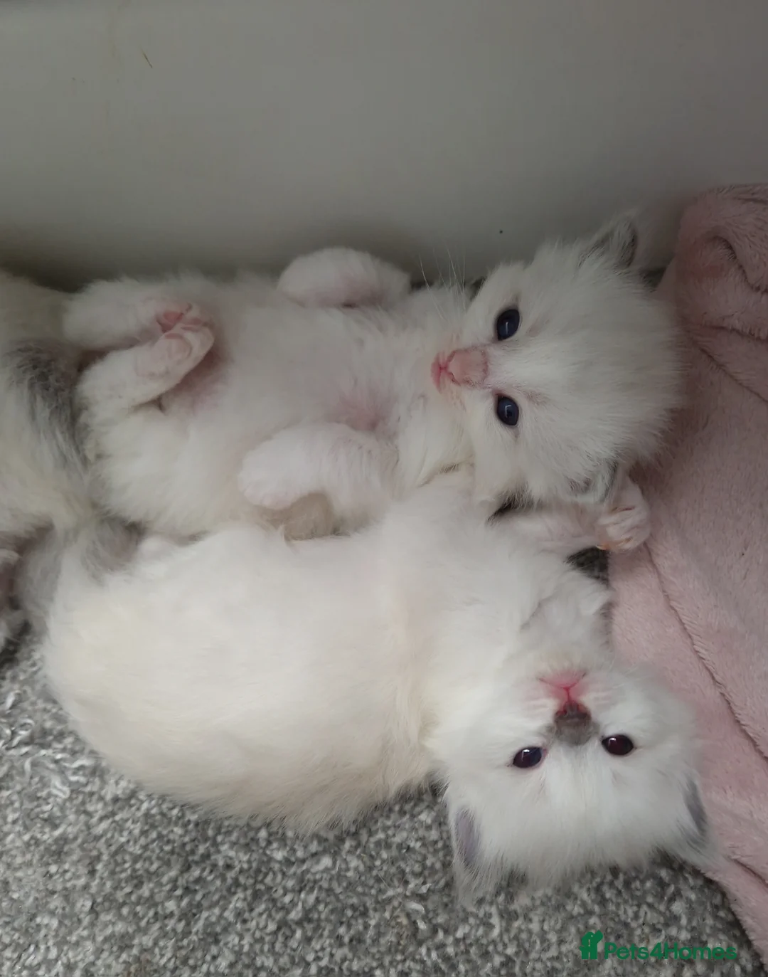 Ragdoll cats for stud: *STUD* GCCF & TICA REGISTERED ACTIVE BLUEPOINT BOY in Oldham - Advert 11