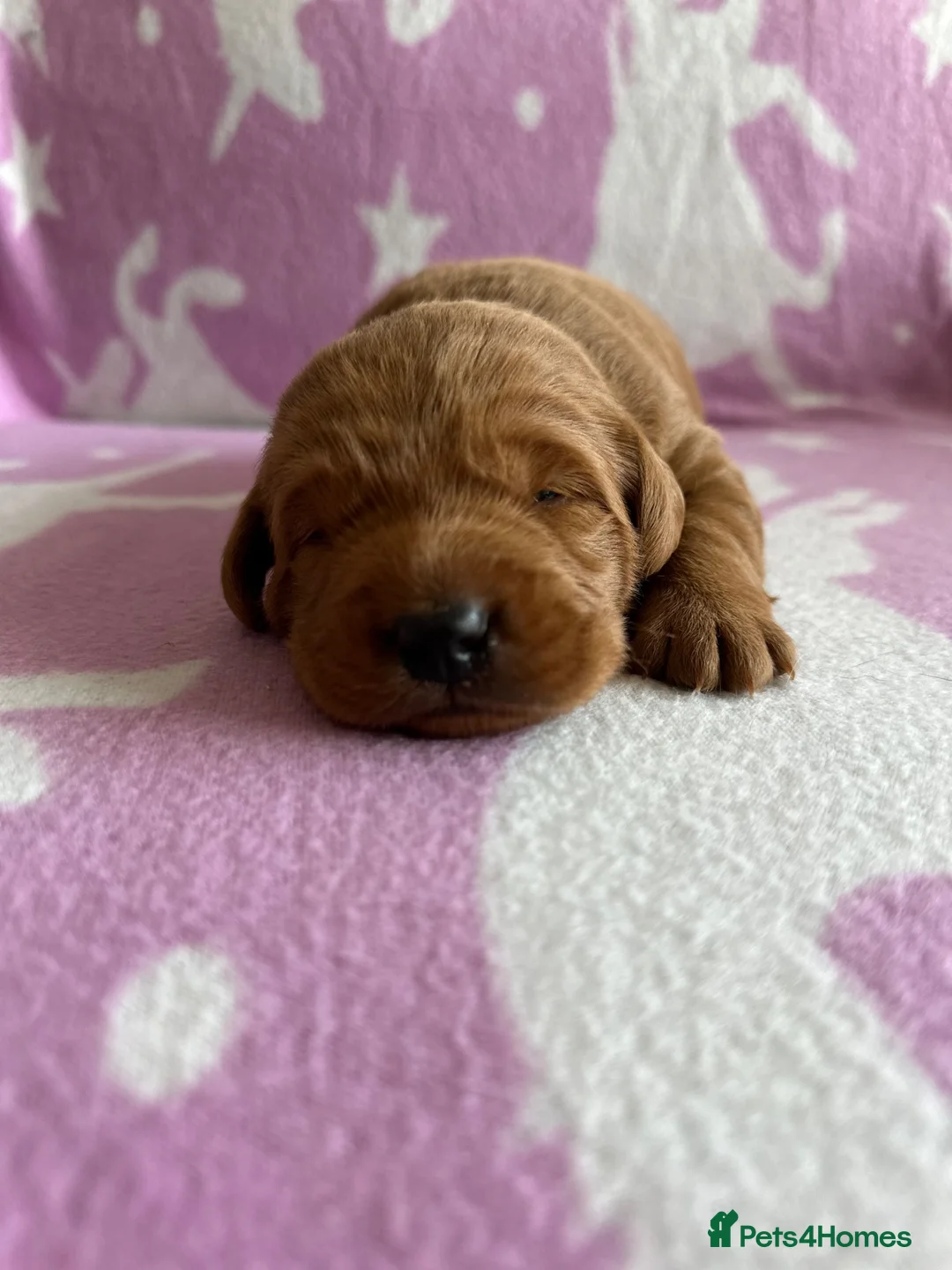 Labradoodle dogs for sale: Gorgeous Little labradoodle Boy Ready Soon - Advert 1