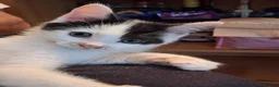 Ragdoll cats for sale: CUTE SOLID RAGDOLL KITTENS  - Advert 5