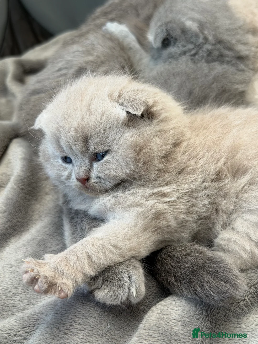 Scottish Fold cats for sale: Scottish fold/straight  - Advert 2