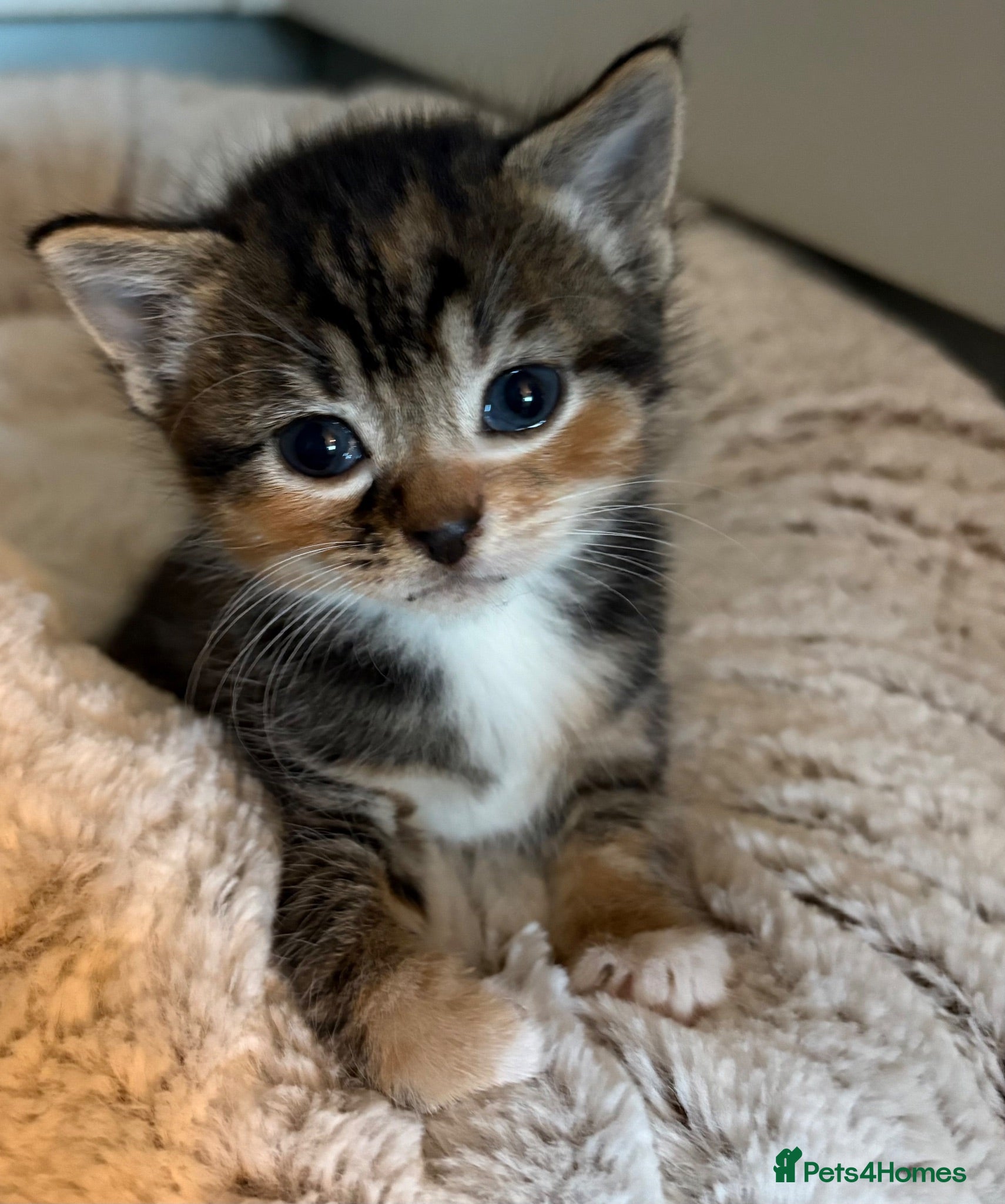 Mixed Breed cats  Stunning, Friendly & Confident Kittens - Advert 2