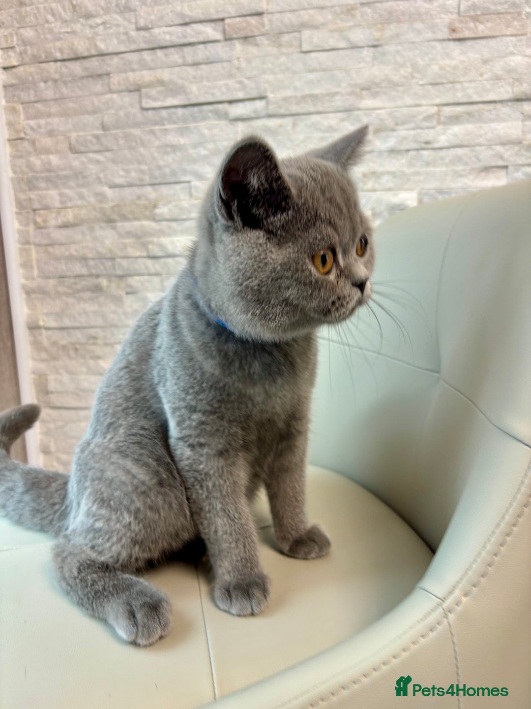 British Shorthair cats for sale: British Shorthair - Image 7