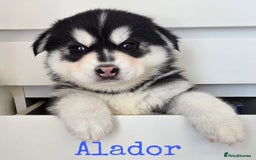 Pomsky dogs for sale: Stunning Pomsky Puppies  - Image 7