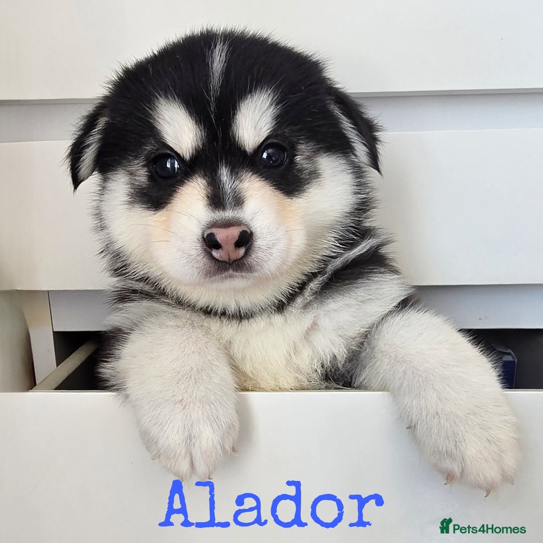 Pomsky dogs for sale: Stunning Pomsky Puppies  - Image 7