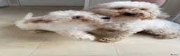 Miniature Poodle dogs for sale: Two beautiful miniature poodles  - Advert 5