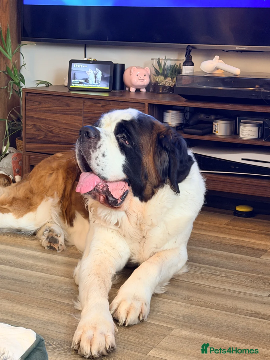 Saint Bernard dogs for stud: Saint Bernard for stud in Chesterfield - Advert 6
