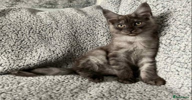 Maine Coon cats - Advert 1