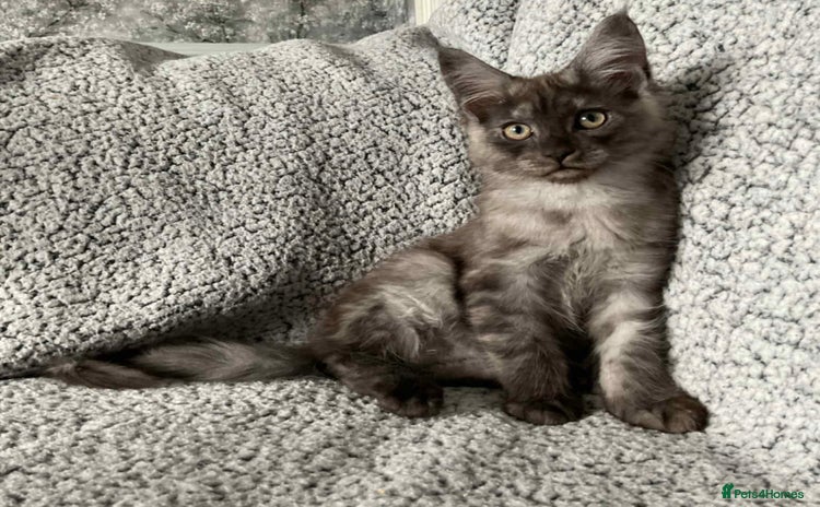 Maine Coon cats - Advert 2
