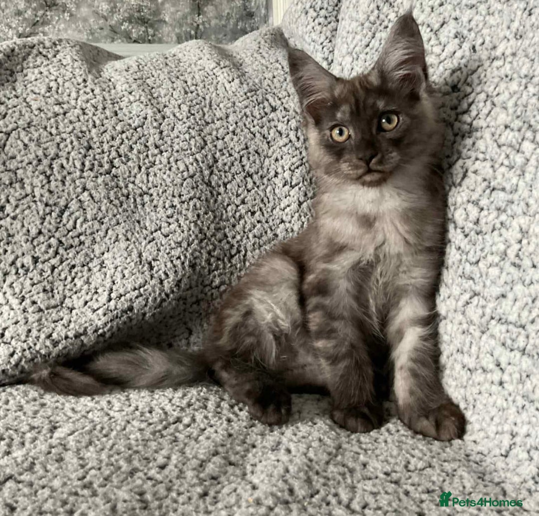 Maine Coon cats for sale: GCCF Black Smoke Maine Coon Kitten.  - Image 2