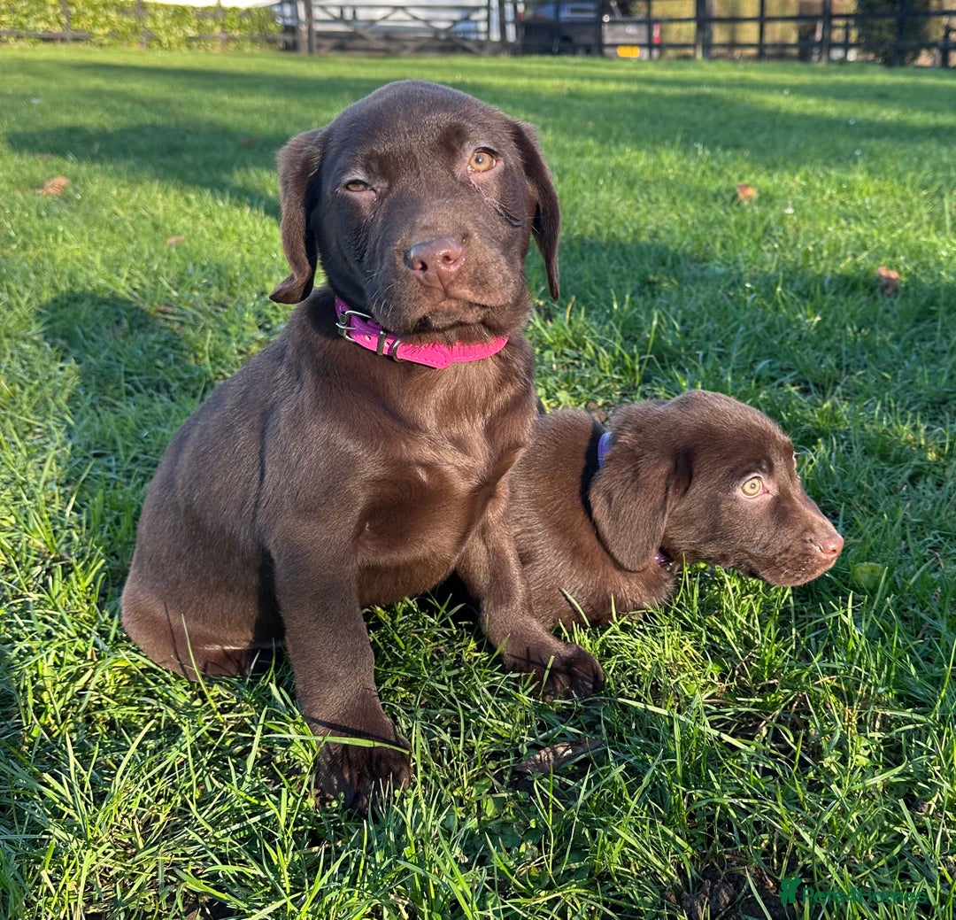 Labrador Retriever dogs for sale: Chocolate Labrador puppies  - Advert 22