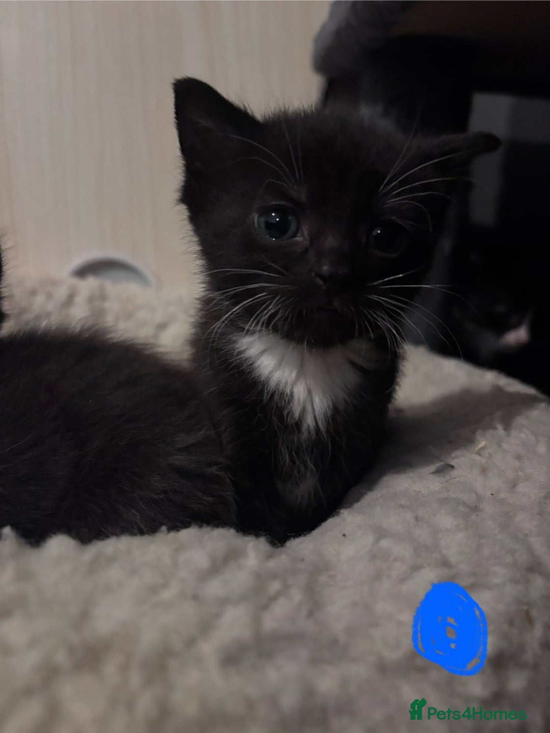 Ragdoll cats for sale: Ragdoll x bsh kittens - ready soon - Advert 3