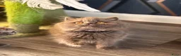 British Shorthair cats for sale: TICA Active British shorthair and longhair male in Bridgnorth - Advert 6