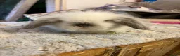 Mini Lion Lop rabbits for sale: Pure mini lion lops from show stock  - Advert 5