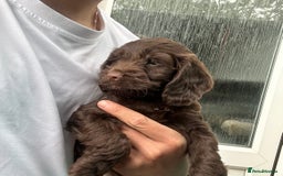 Cockapoo dogs for sale: 🌟 Stunning Cockapoo puppies  🌟  - Image 3