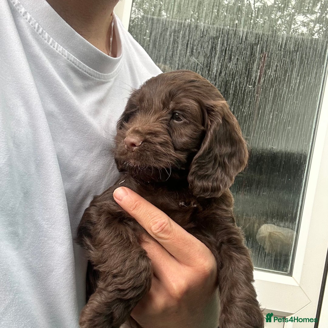 Cockapoo dogs for sale: 🌟 Stunning Cockapoo puppies  🌟  - Image 3