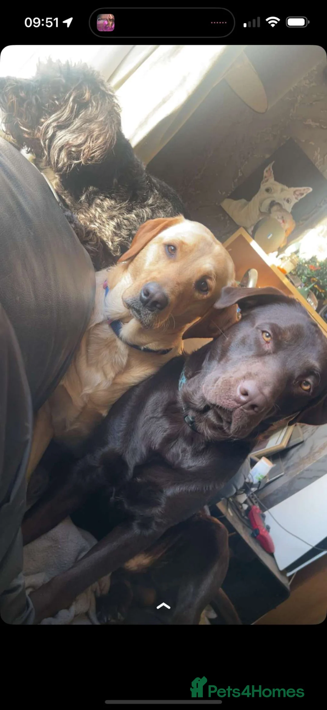 Labrador Retriever dogs for stud: Buddy - Advert 2