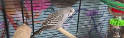 Budgerigars birds for sale: Gorgeous baby budgies - Advert 6