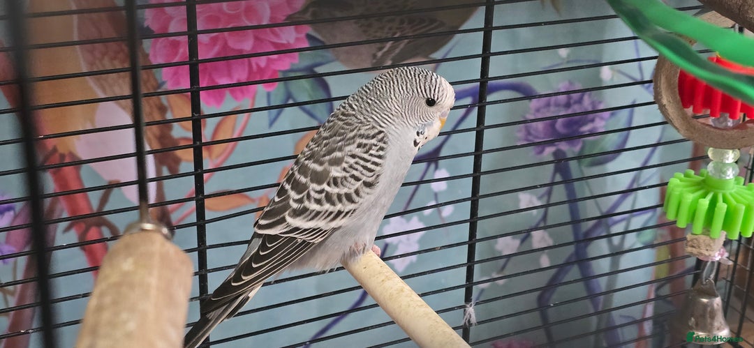 Budgerigars birds for sale: Gorgeous baby budgies - Advert 6