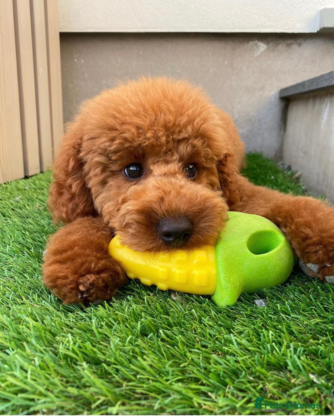 Toy Poodle dogs for stud: 🇷🇺russian kc miniature poodle 🇷🇺  in Newcastle - Image 2
