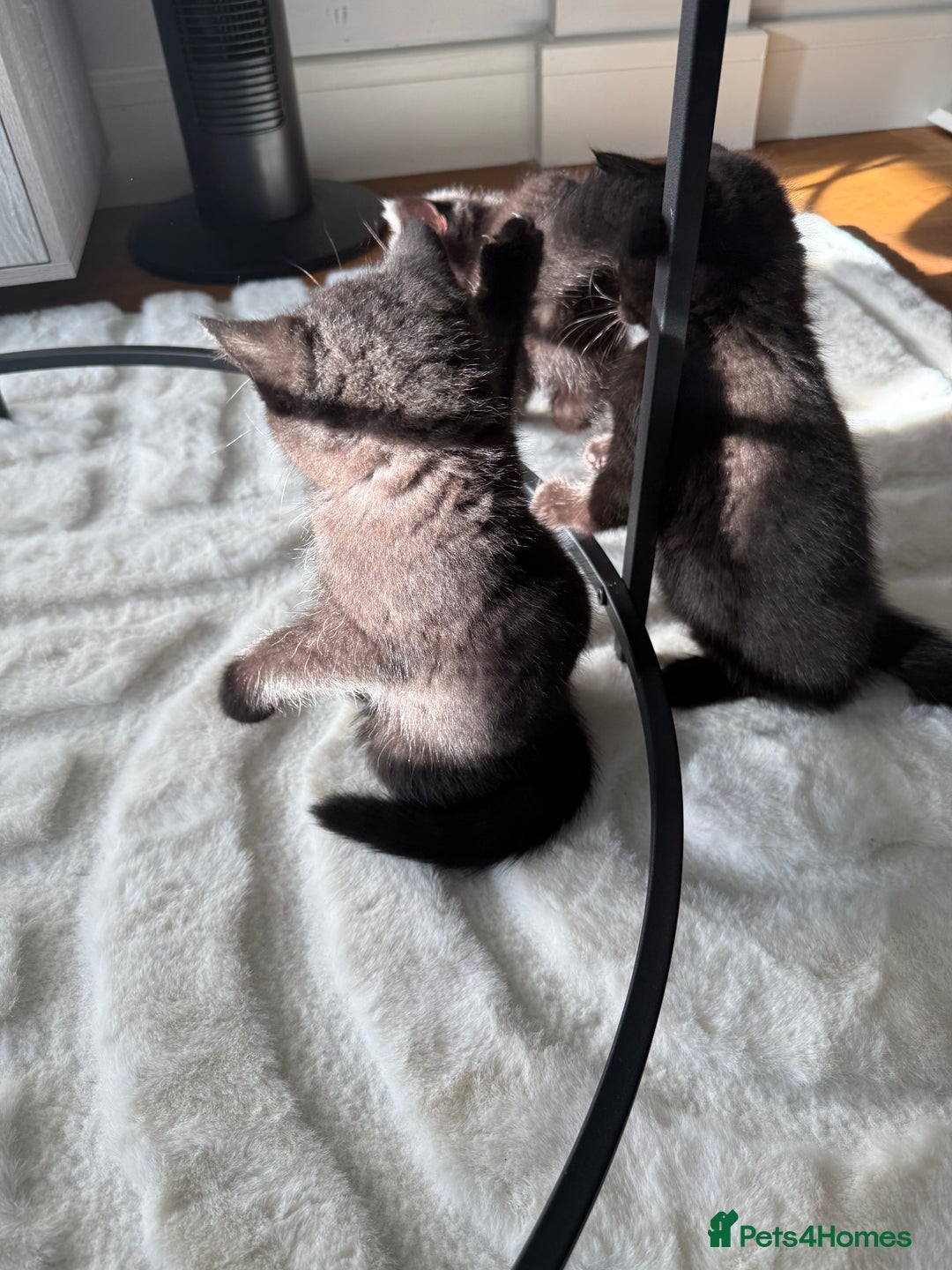 British Shorthair cats for sale: Fluffy Chocolate British Shorthair Kittens 🐾 - Image 25