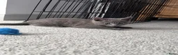 Russian Blue cats for sale: Beautiful Russian Blue Kittens - Advert 20