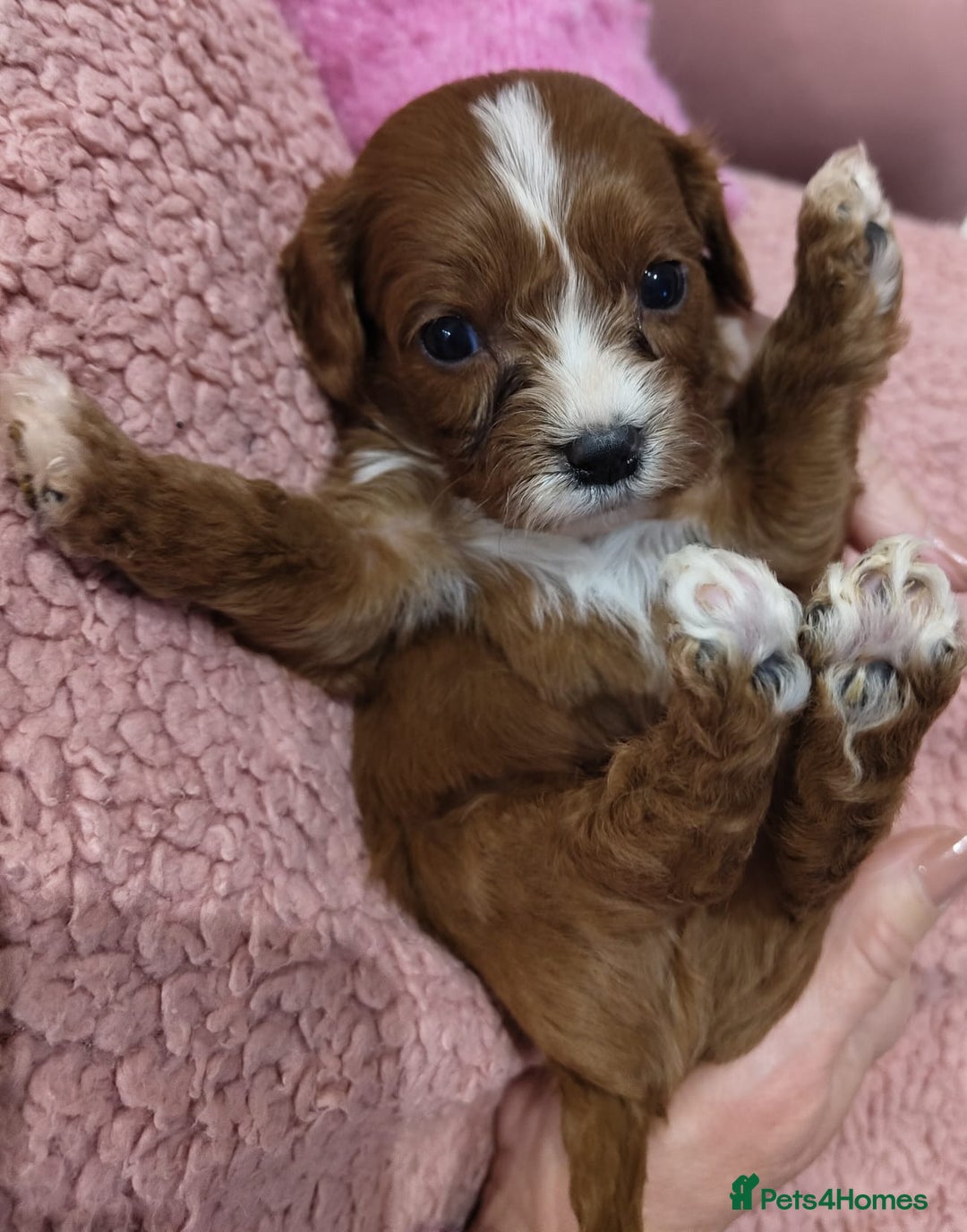 Cavapoo dogs for sale: Amazing quality cavapo litter  - Advert 23