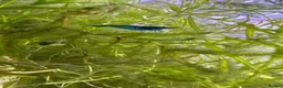 Shrimps fish for sale: Red cherry shrimp/ blue dream shrimp/ plecos - Advert 9