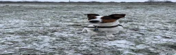 Jack Russell dogs for stud: Reggie  in Swindon - Advert 3