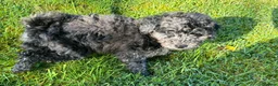 Mixed Breed dogs for sale: Gorgeous poodle puppies - Advert 7