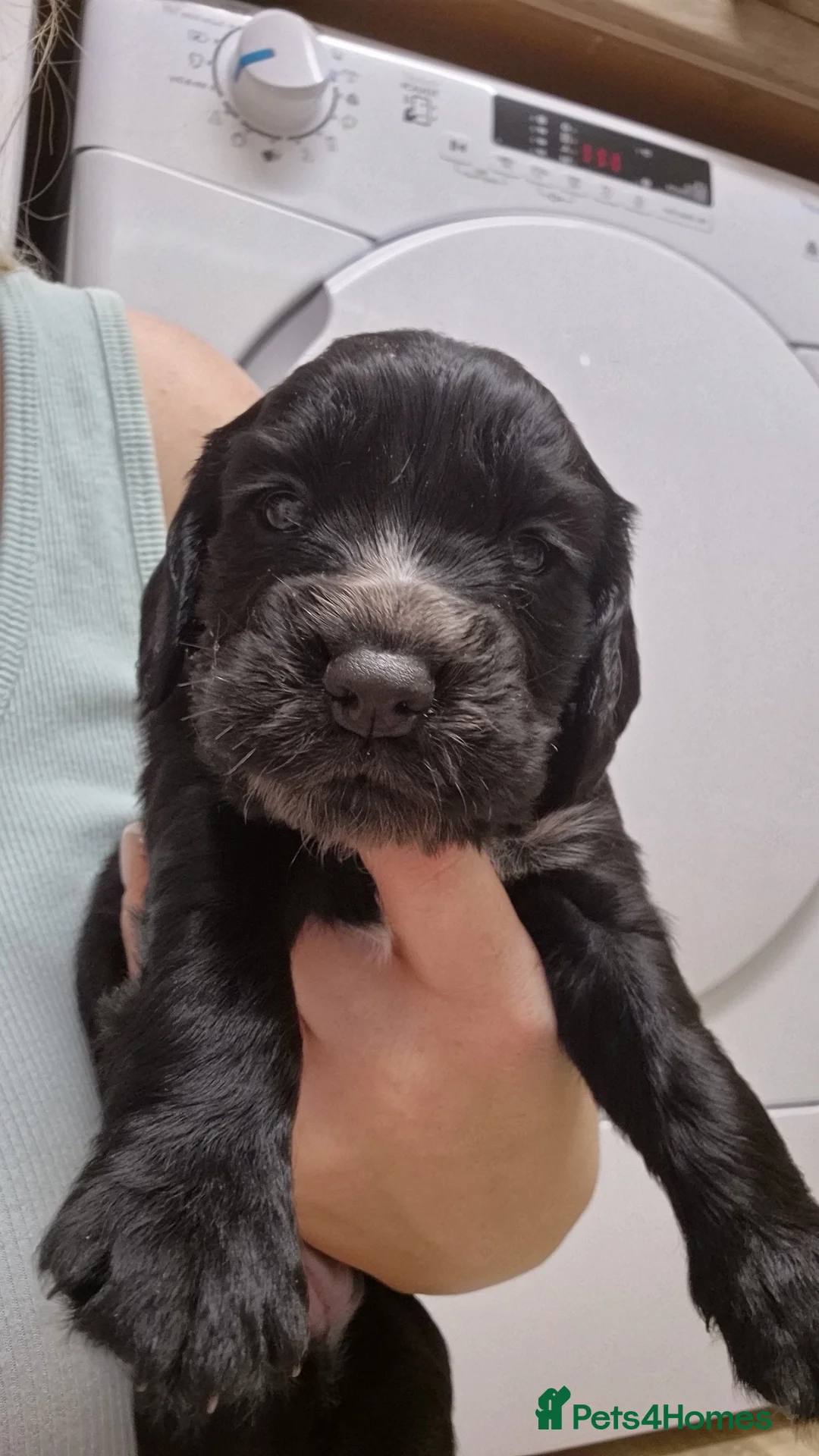 Cocker Spaniel dogs for sale: Working cocker spaniel pups - Advert 11
