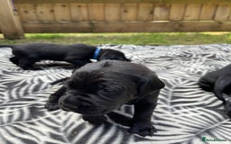 Mixed Breed dogs for sale: river - Image 13