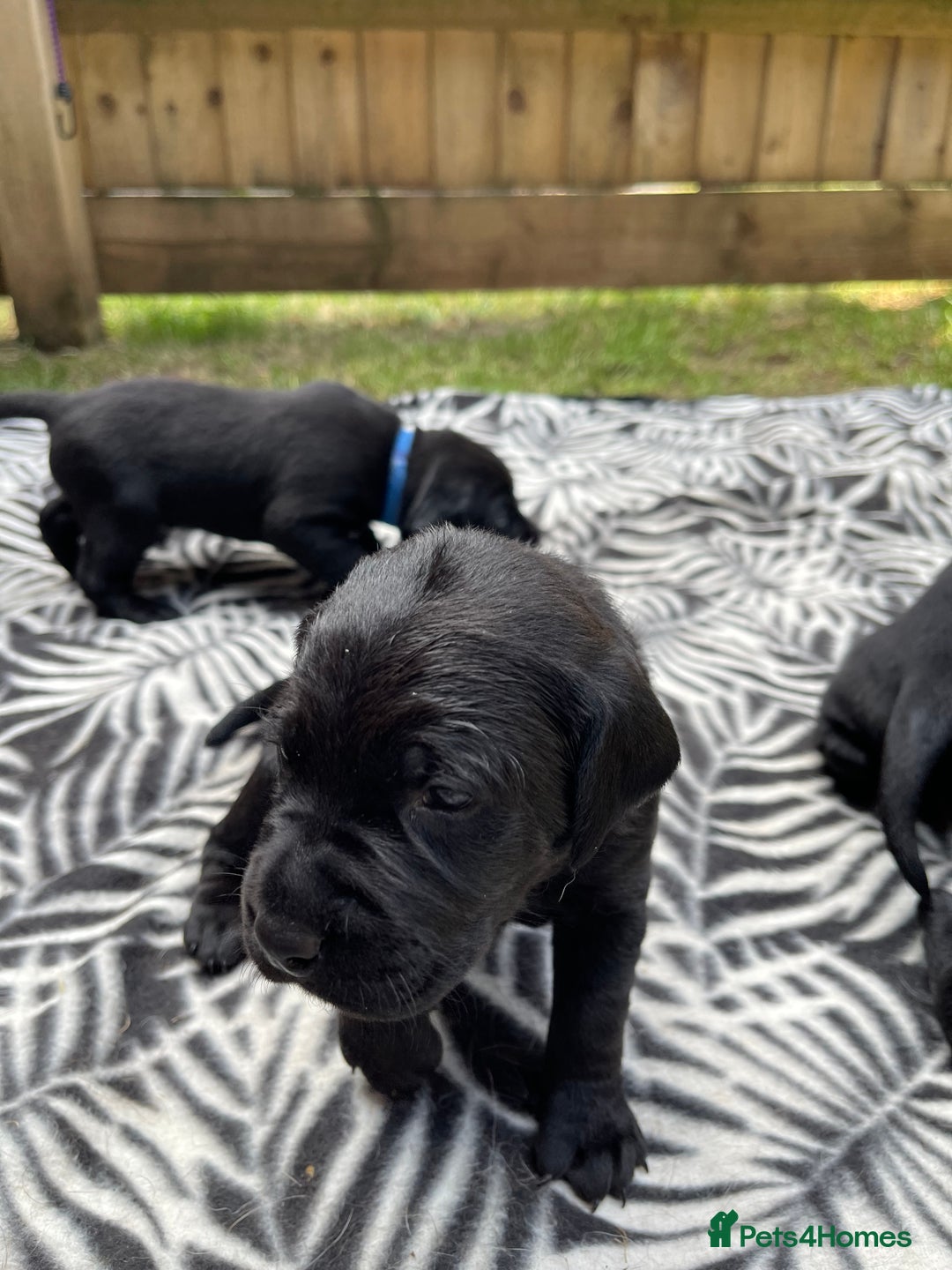 Mixed Breed dogs for sale: river - Image 13