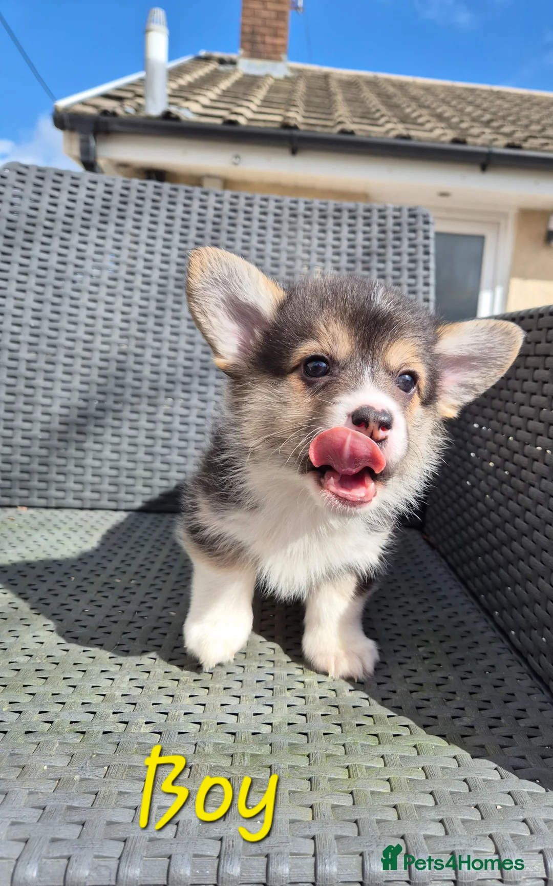 Welsh Corgi Pembroke dogs for sale: Tri coloured boy and girls  - Advert 24